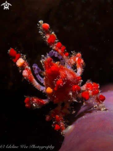 A Cryptic teardrop crab