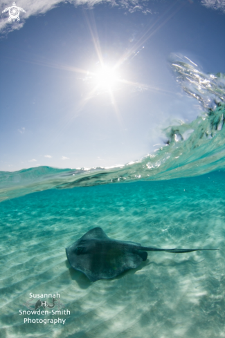 A Dasyatis americana | Stingray