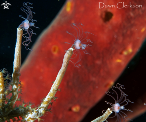 A Solitary Hydroid