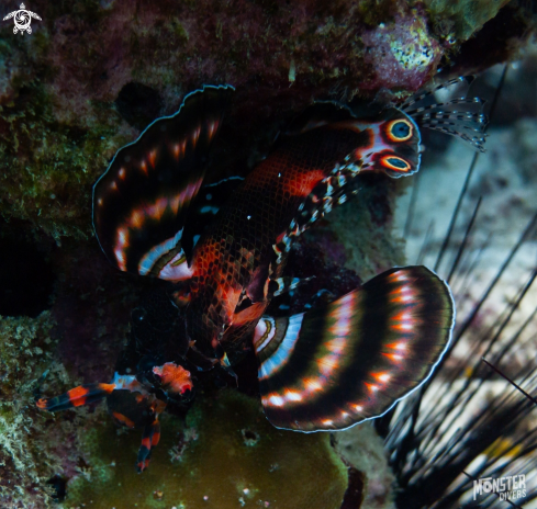 A Twinspot lionfish 