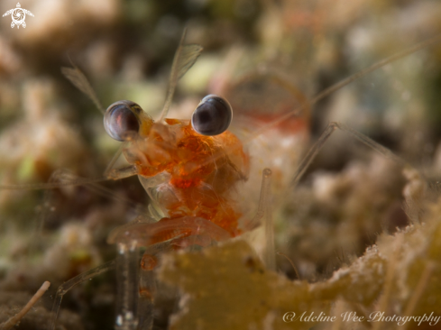 A Metapenaeopsis goodei | Velvet shrimp