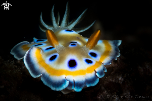 A Nudibranch