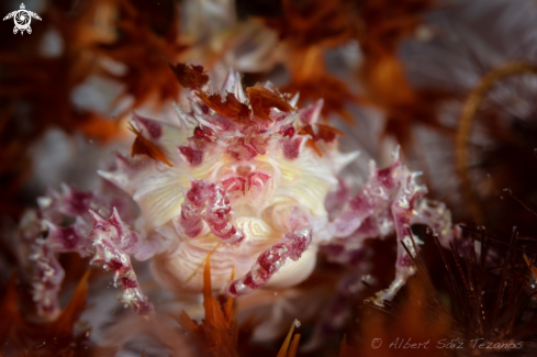 A Candy Crab