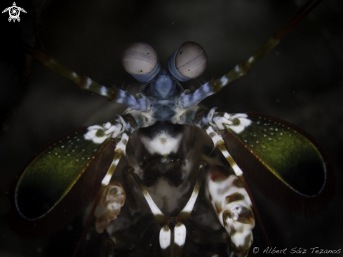 A Peacock Mantis Shrimp