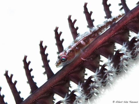 A Goby