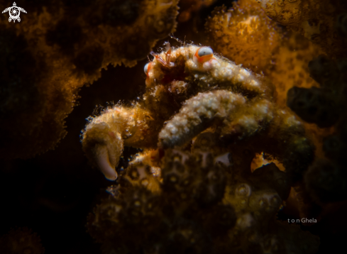 A Blue eyed coral crab