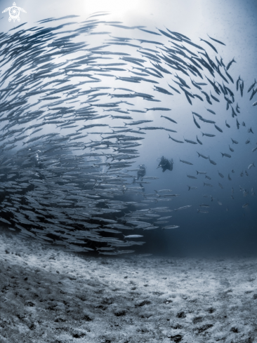 A Sphyraena qenie | Chevron Barracuda