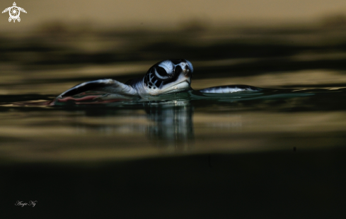 A Green turtle