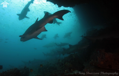 A Carcharias taurus | Grey nurse shark