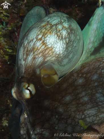 A Caribbean reef octopus