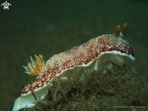 A Goniobranchus reticulatus | Goniobranchus reticulatus