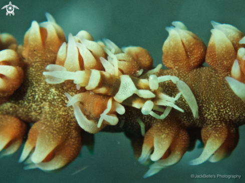 A Whip Coral Shrimp