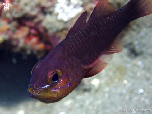 A Cardinal Fish