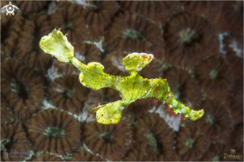 A Robust ghost pipefish