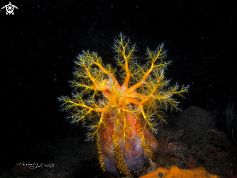 A sea apple 