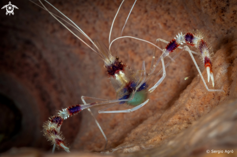 A Stenopus hispidus | Banded Coral Shrimp