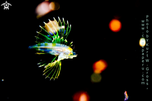 A Lion Fish juv.