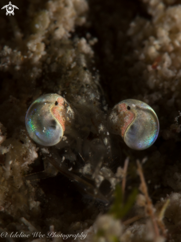 A Metapenaeopsis goodei | Caribbean velvet shrimp