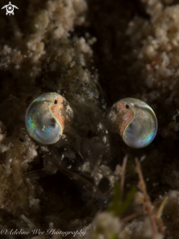 A Caribbean velvet shrimp