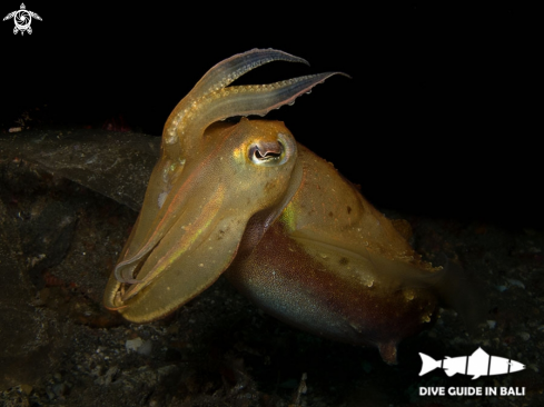 A Sepia latimanus