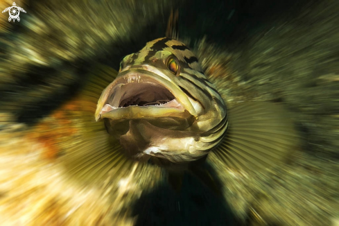 A Epinephelus costae