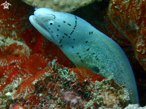 A Gymnothorax griseus | Geometric moray