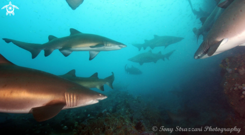 A Grey nurse shark