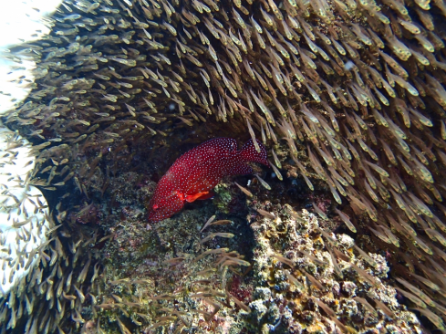 A Coral Trout (Coral Leopard Grouper) 