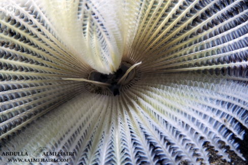 A Feather Duster Worm