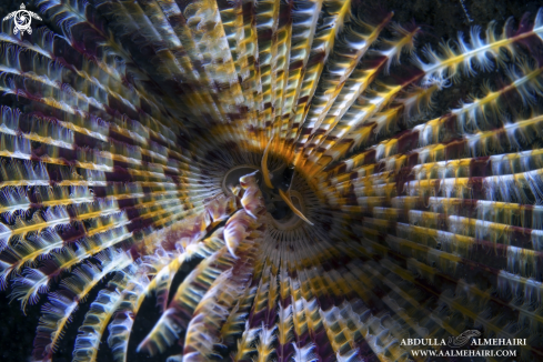 A Feather Duster Worm