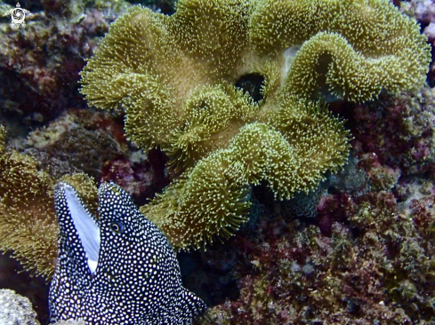 A Gymnothorax meleagris | Whitemouth Moray / Turkey Moray