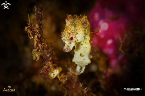 A pigmy sea horse pontohi