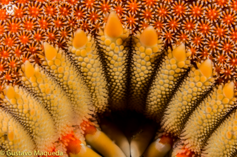 A Astropecten aranciacus | Estrella de mar