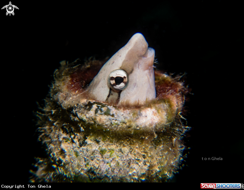 A White fanged Blenny