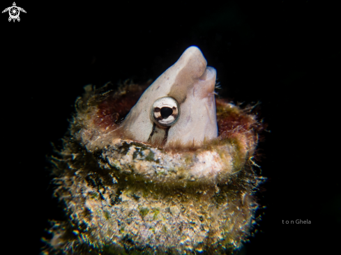 A White fanged Blenny