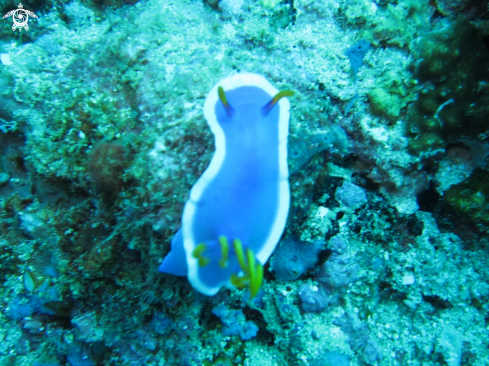 A Nudibranch