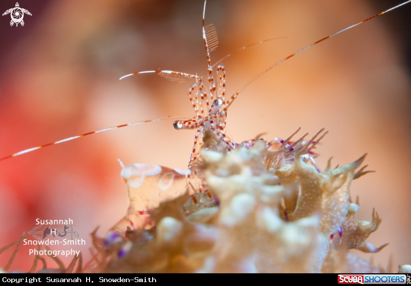 A Spotted Cleaner Shrimp On Warty Corallimorph