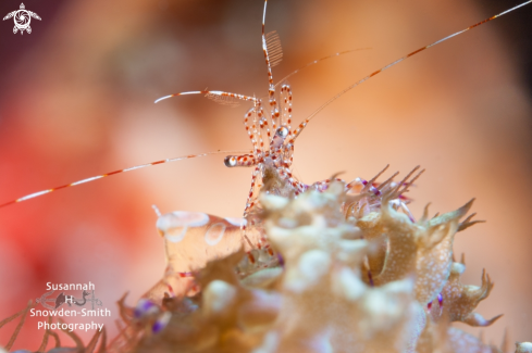 A Spotted Cleaner Shrimp On Warty Corallimorph
