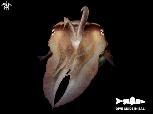 A Sepia latimanus