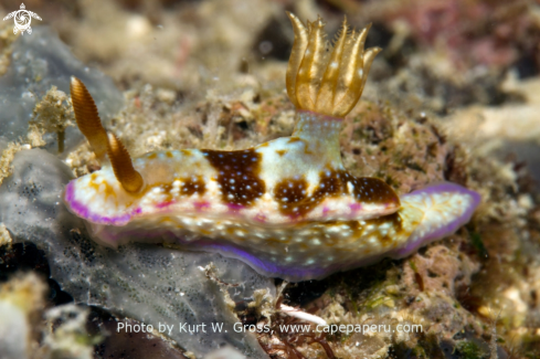 A Risbecia godefroyana | Nudi