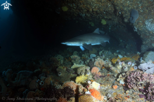 A Carcharias taurus | Grey nurse shark