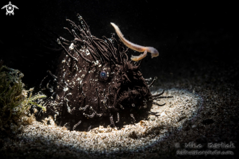 A Antenarius striatus |  Black Hairy Frogfish