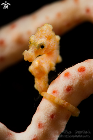 A Denise Pygmy Seahorse