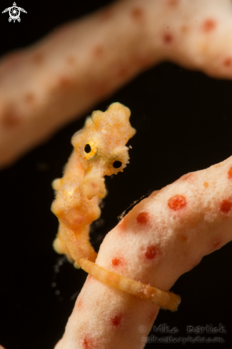 A Denise Pygmy Seahorse