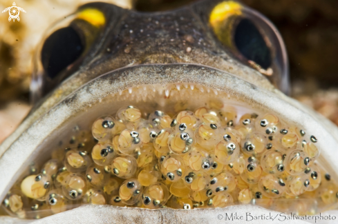 A Jawfish