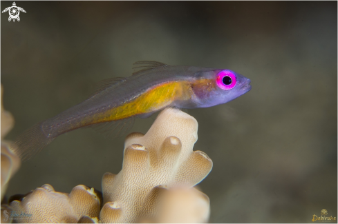 A Pink eye goby