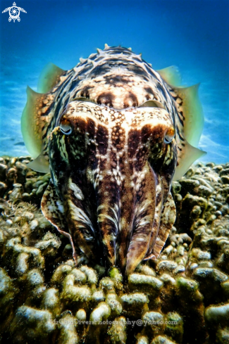 A cuttle fish