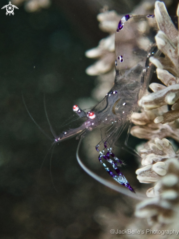 A Graceful anemone shrimp