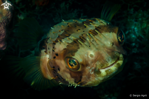 A Balloonfish (Diodon holocanthus)