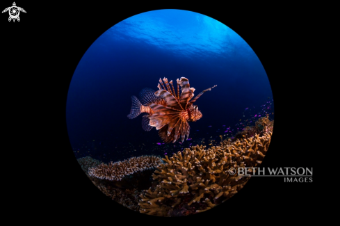 A Pterois | Lionfish